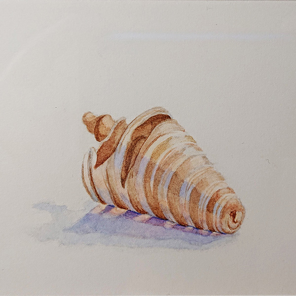 Seashell